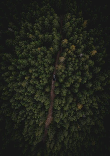 Capture complète d'un arbre dans la forêt