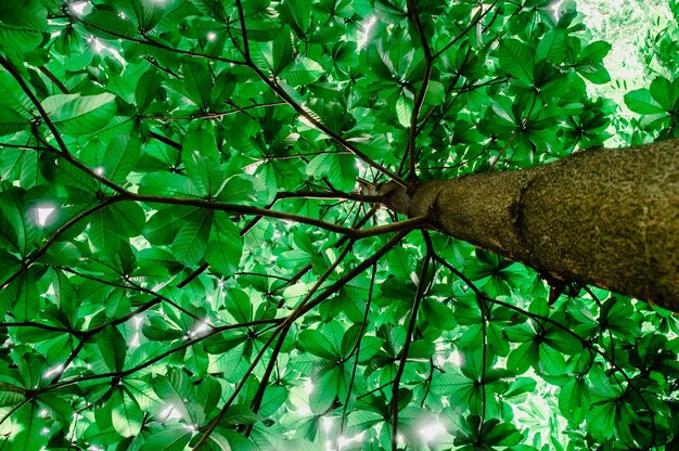 Photo capture complète de l'arbre