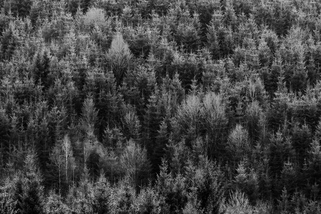 Photo capture complète des arbres dans le champ