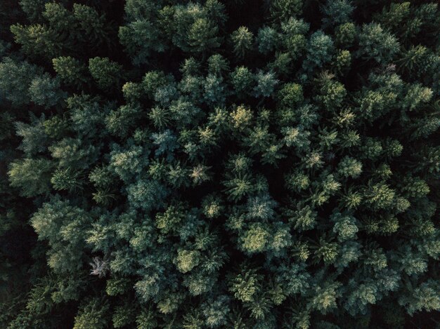 Capture complète d'arbres dans la forêt