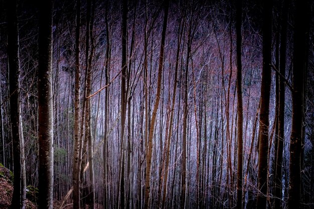 Photo capture complète d'arbres dans la forêt