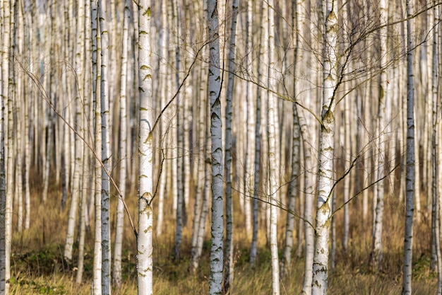 Photo capture complète d'arbres poussant dans la forêt