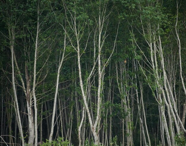 Photo capture complète d'arbres poussant dans la forêt