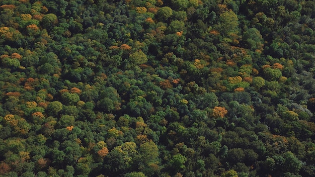 Capture complète des arbres