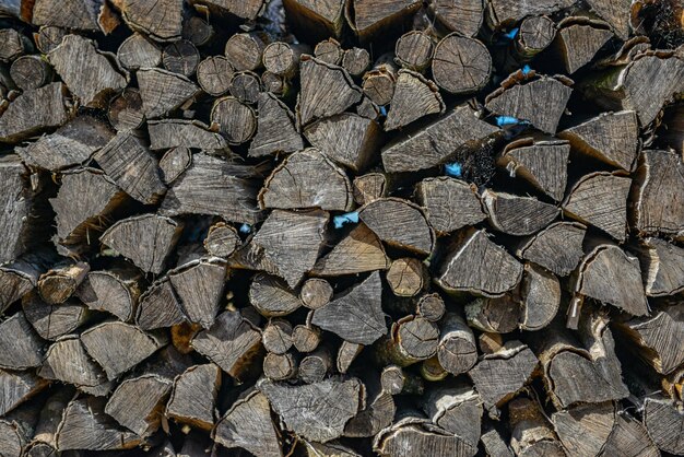 Capture complète de bûches dans la forêt