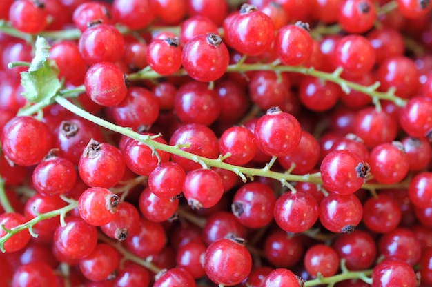 Photo capture complète des cerises