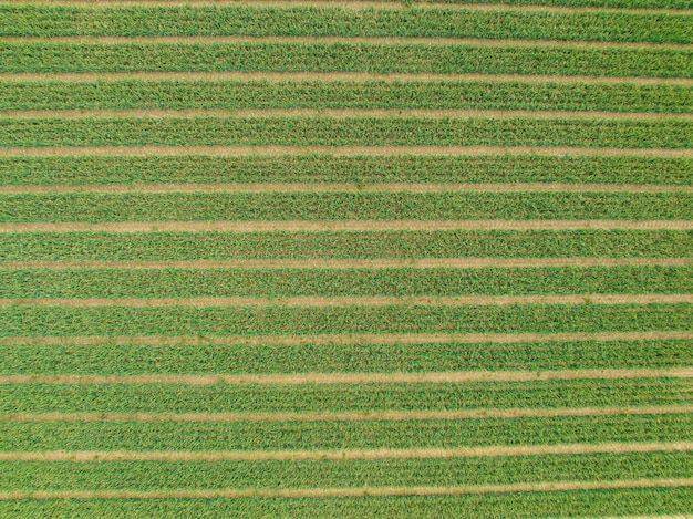 Capture complète d'un champ agricole