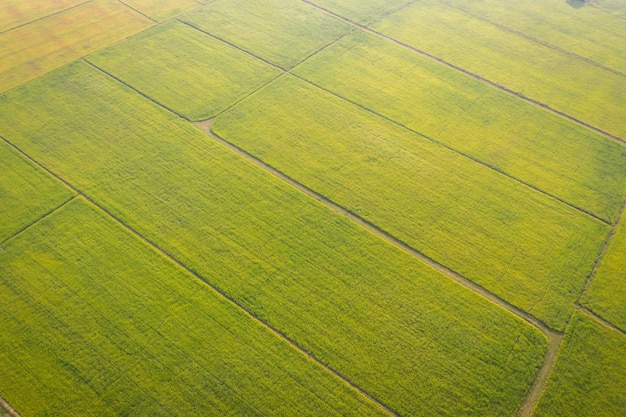 Photo capture complète d'un champ agricole