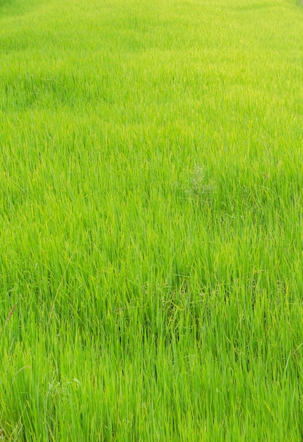 Capture complète d'un champ herbeux