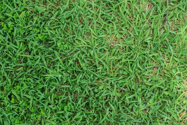 Capture complète d'un champ vert frais