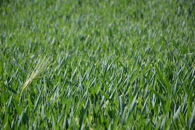 Photo capture complète d'un champ vert frais