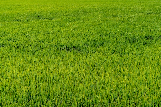 Capture complète d'un champ vert frais