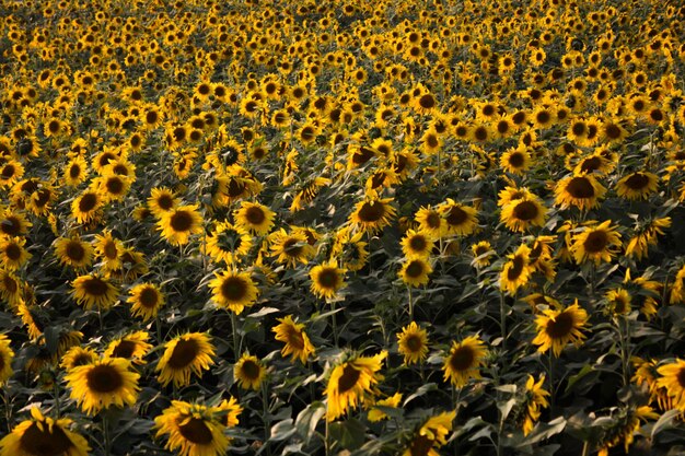 Capture complète du champ de tournesol