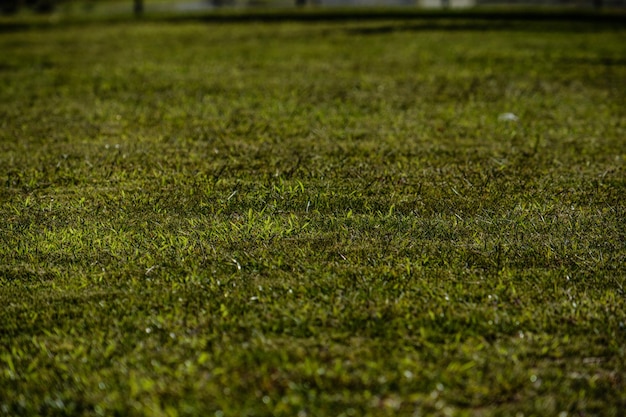 Photo capture complète du champ vert