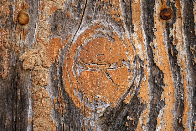 Photo capture complète du tronc d'arbre altéré