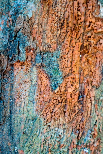 Photo capture complète du tronc d'arbre altéré