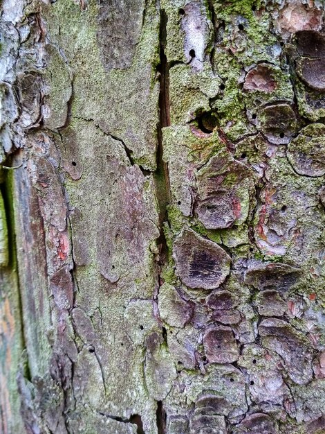 Photo capture complète du tronc d'arbre