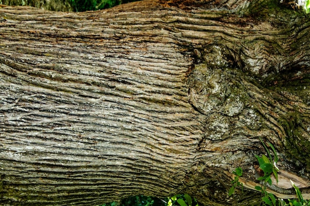 Photo capture complète du tronc de l'arbre