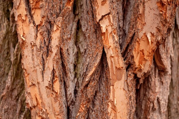 Capture complète du tronc d'arbre