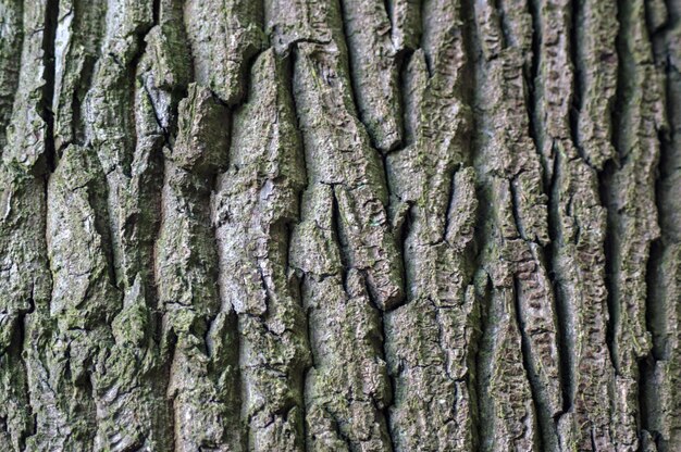 Photo capture complète du tronc d'arbre