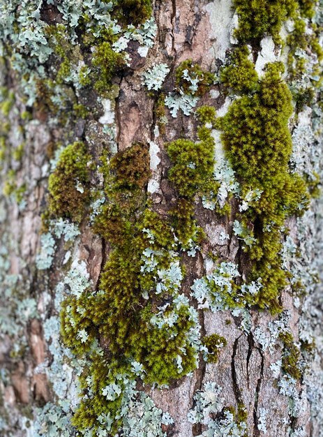 Capture complète du tronc d'arbre