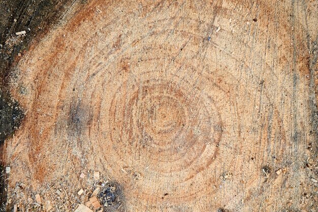 Photo capture complète du tronc de l'arbre