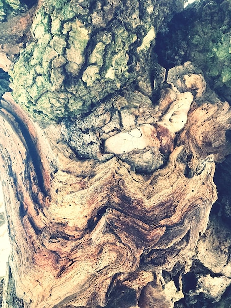 Photo capture complète du tronc d'arbre