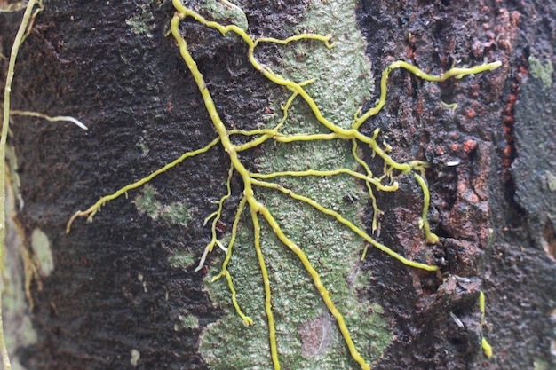 Photo capture complète du tronc d'arbre