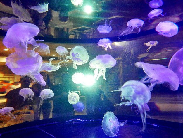 Photo capture complète de l'eau dans l'aquarium