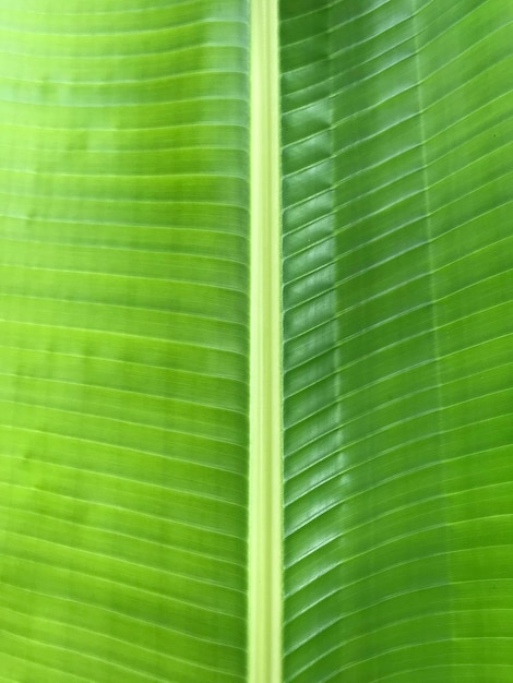 Capture complète d'une feuille verte
