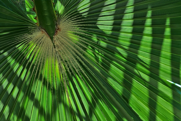 Capture complète d'une feuille