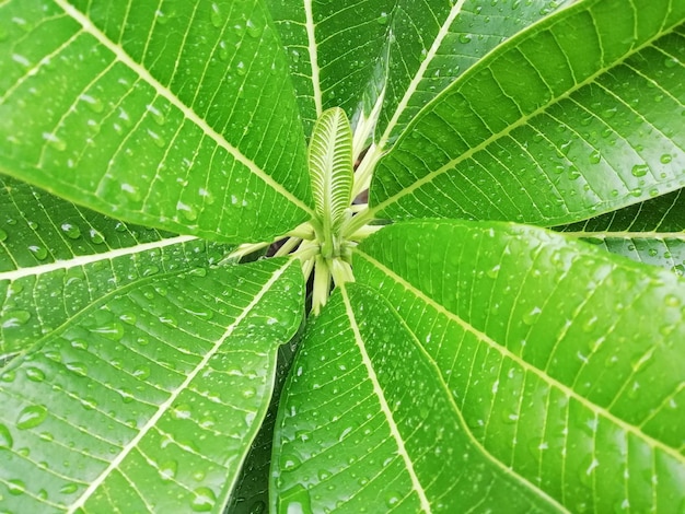 Capture complète d'une feuille