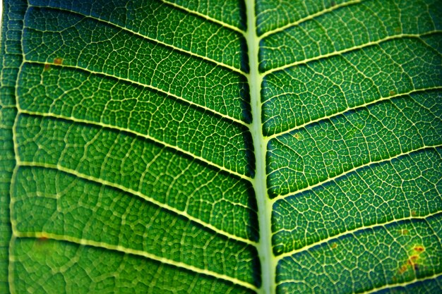 Capture complète d'une feuille