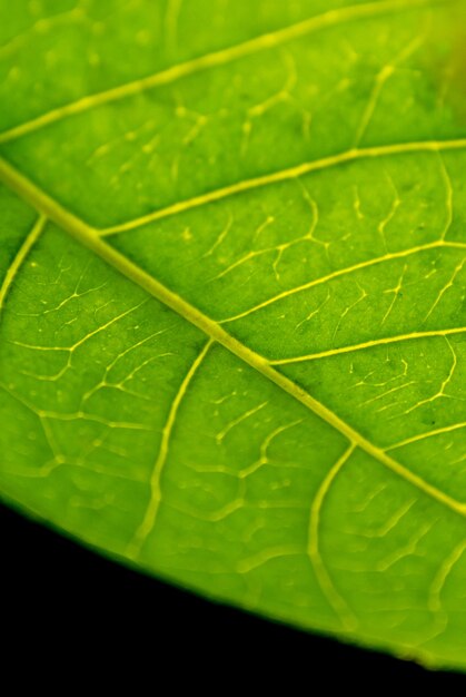 Capture complète d'une feuille