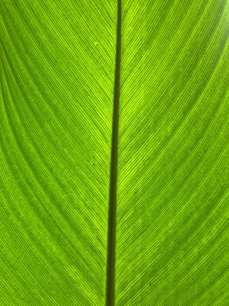 Capture complète d'une feuille