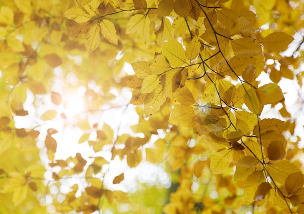 Capture complète des feuilles d'automne