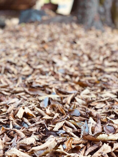 Photo capture complète des feuilles séchées