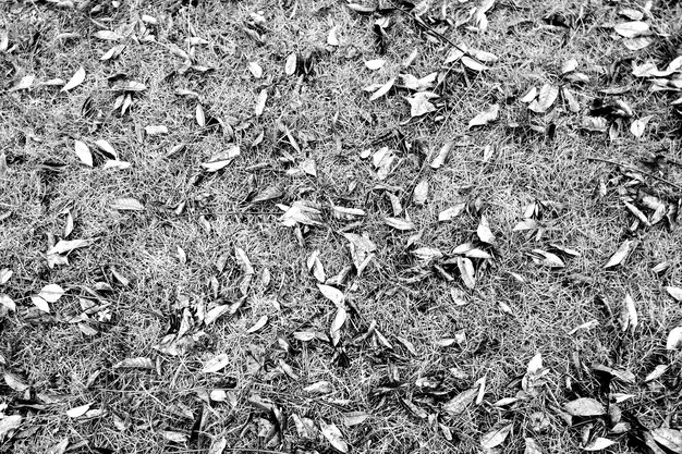 Capture complète des feuilles sèches sur le champ