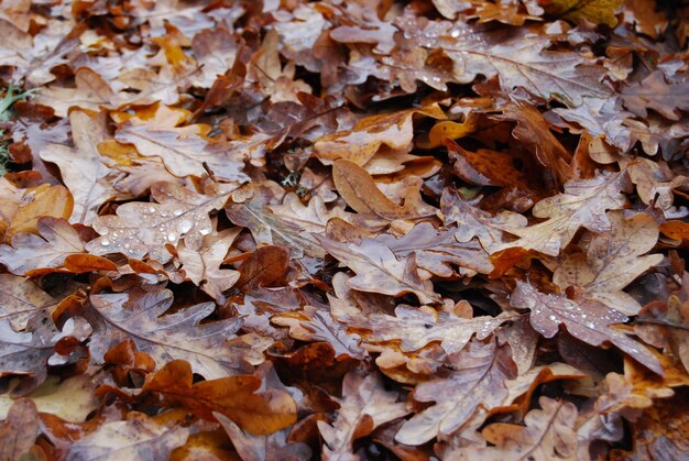 Photo capture complète des feuilles sèches