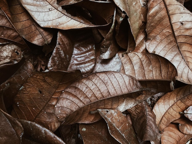 Photo capture complète des feuilles sèches