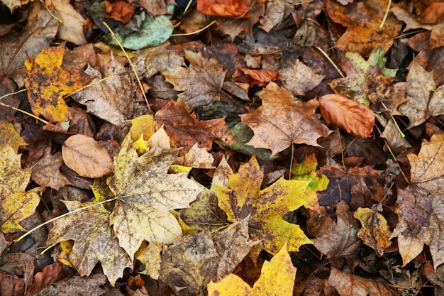 Capture complète de feuilles sèches