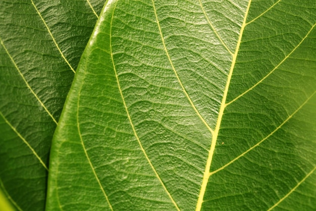 Capture complète de feuilles vertes