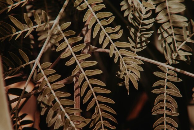 Photo capture complète des feuilles