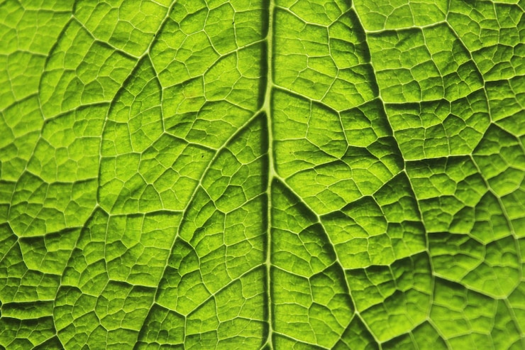 Photo capture complète des feuilles