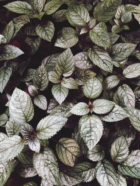 Photo capture complète des feuilles