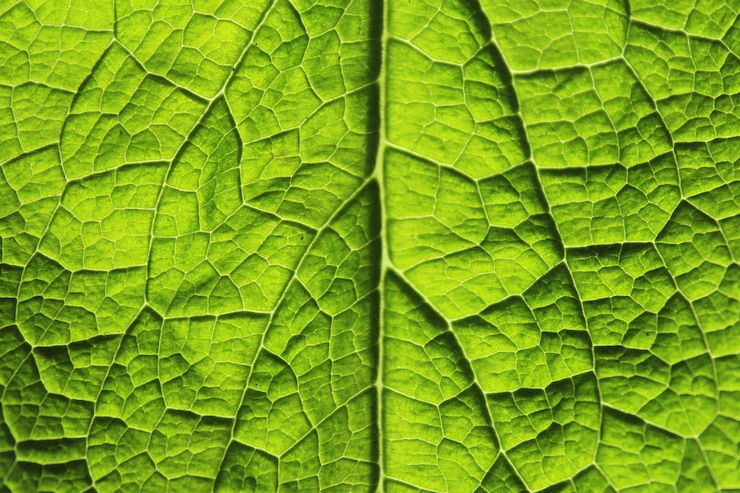 Photo capture complète des feuilles