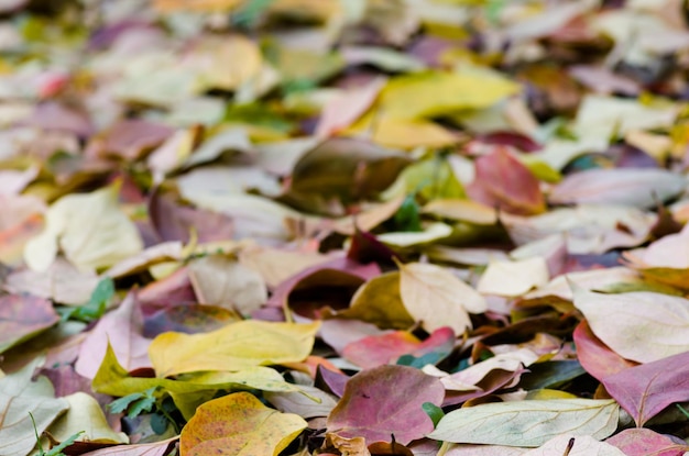 Photo capture complète des feuilles