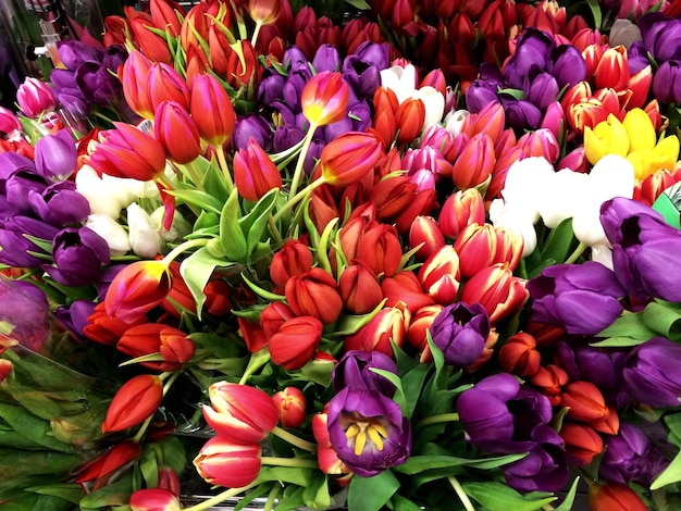 Capture complète de fleurs multicolores