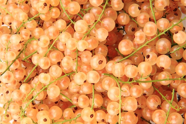 Photo capture complète de fruits à vendre sur le marché