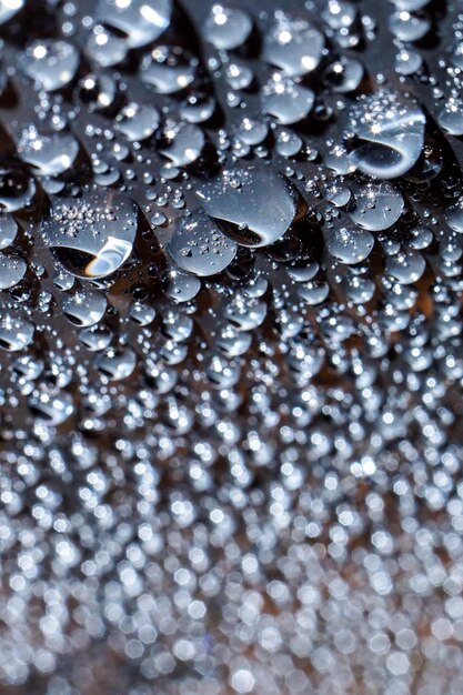 Photo capture complète des gouttes de pluie sur la feuille